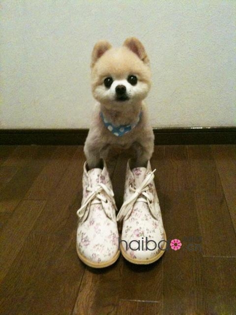 它、一只叫俊介的狗狗