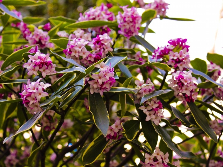 唯美瑞香花高清桌面壁纸下载