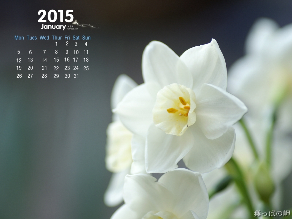 2015年1月日历日本唯美花卉图片高清电脑桌面主题壁纸