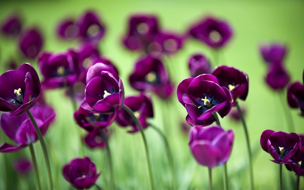 紫色郁金香花瓣微距高清壁纸