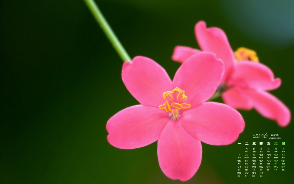 2016年3月日历粉嫩小花桌面壁纸