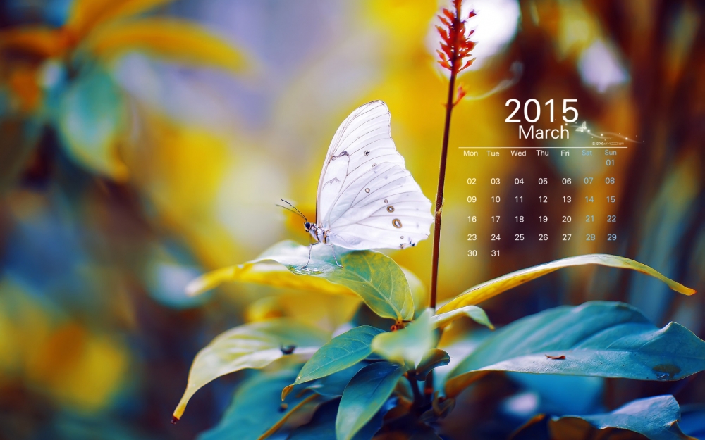 2015年3月日历壁纸精选炎炎夏日大自然唯美花卉素材图片下载