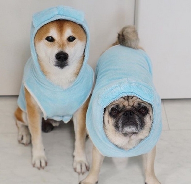Pets｜两只神经病的幸福生活
