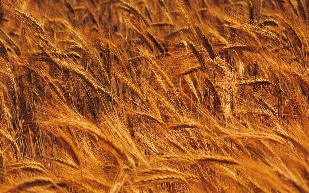 麦穗麦田 第四辑
