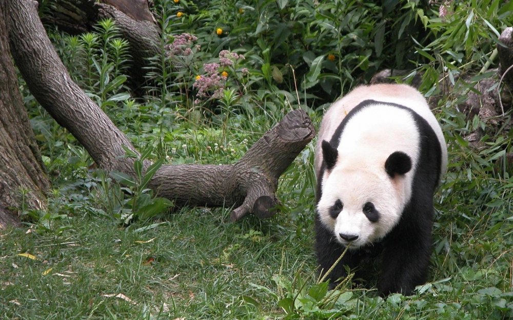笨拙可爱的国家保护动物熊猫图片壁纸