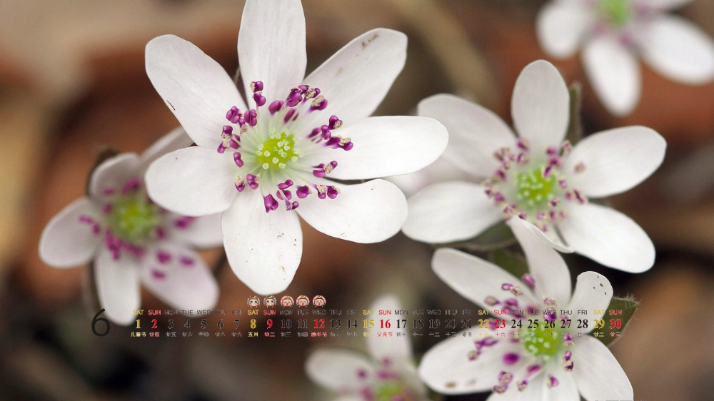 6月日历电脑桌面之好看的背景花卉