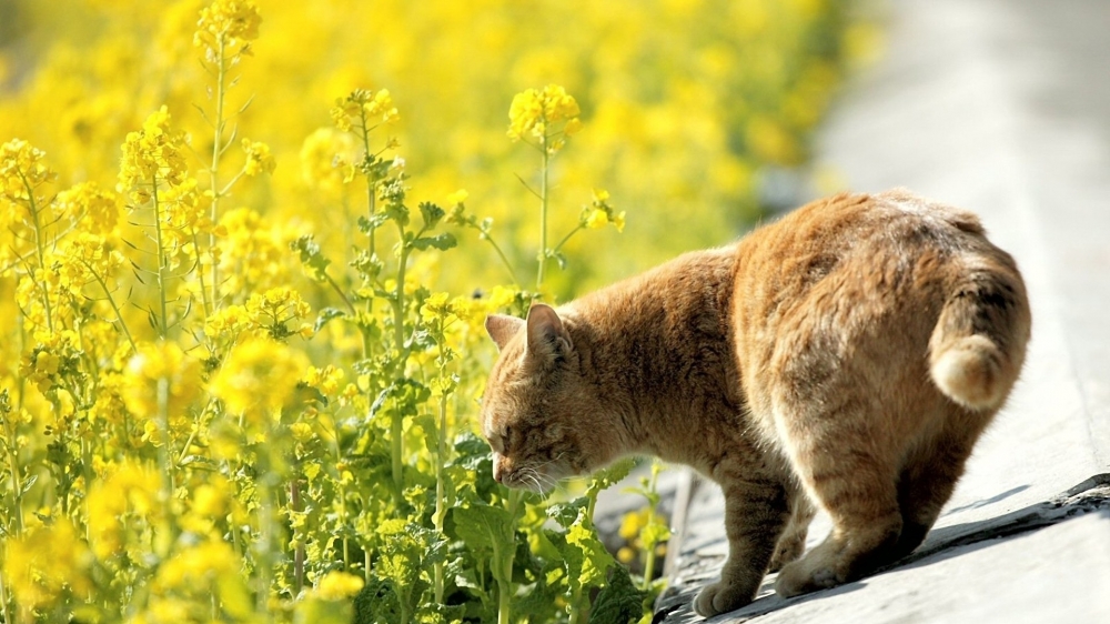 肥嘟嘟的大黄猫咪与油菜花桌面壁纸