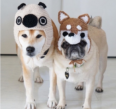 Pets｜两只神经病的幸福生活
