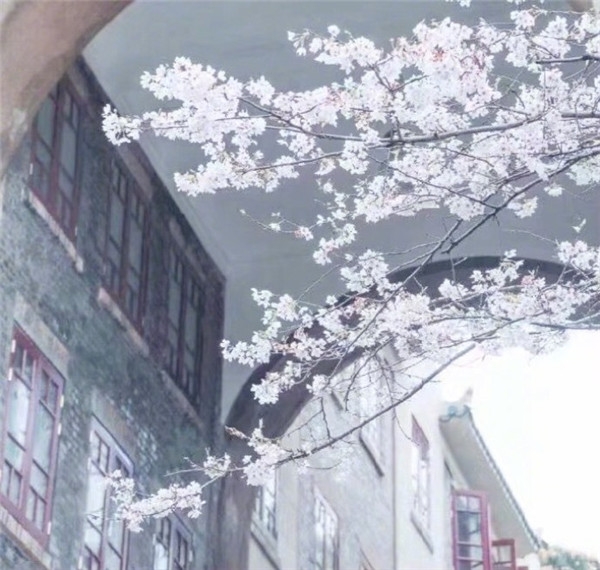 樱花图片大全大图唯美2018 最美樱花图片大全真实风景