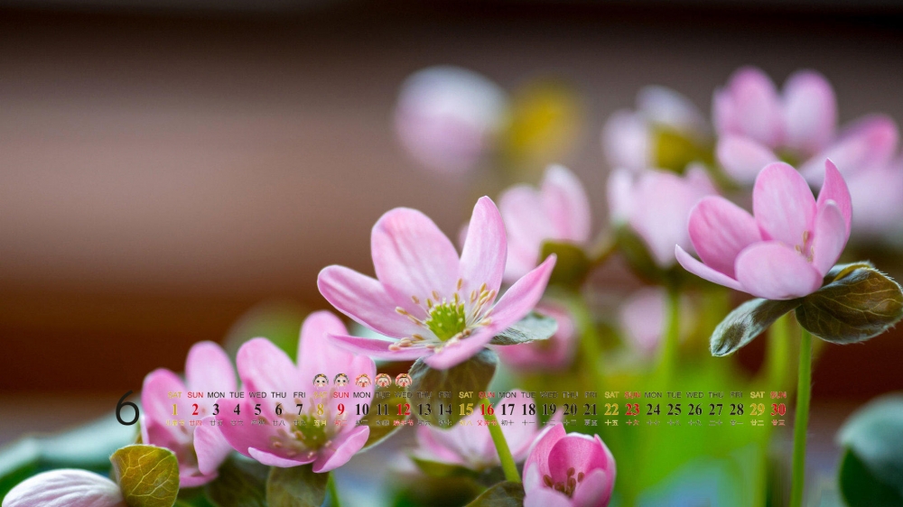 6月日历电脑桌面之好看的背景花卉