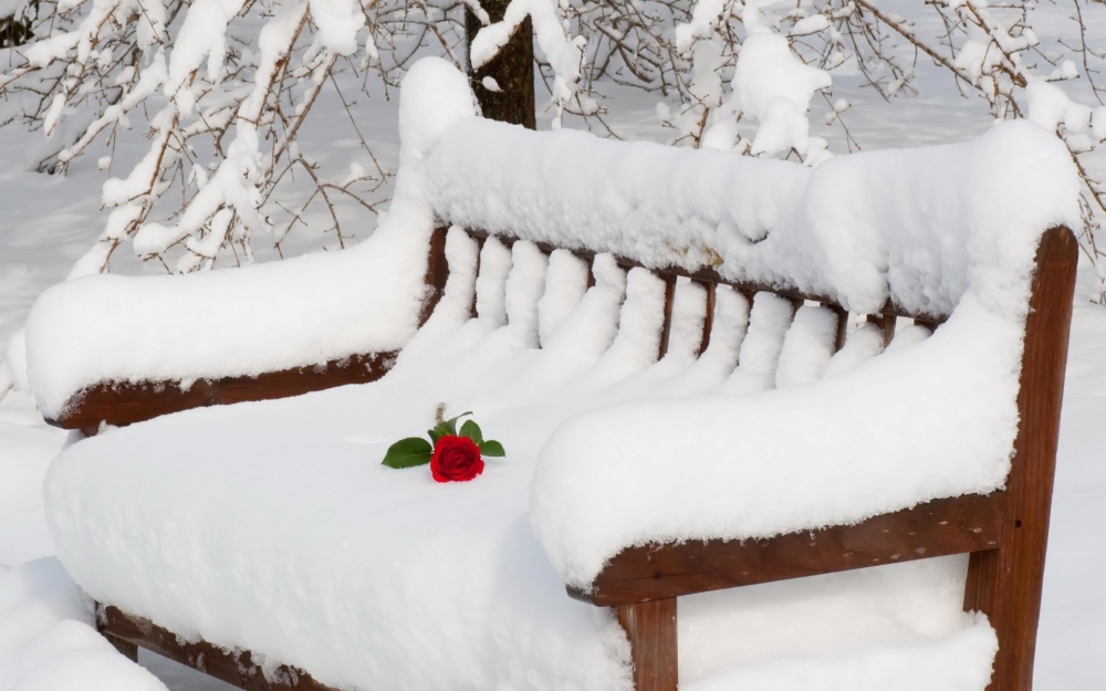 冬天公园椅子上的玫瑰花浪漫雪景壁纸