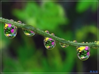 植物与水珠