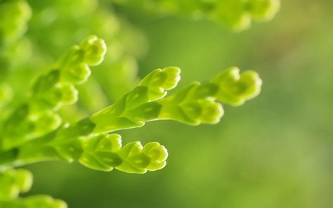 多肉植物高清电脑壁纸