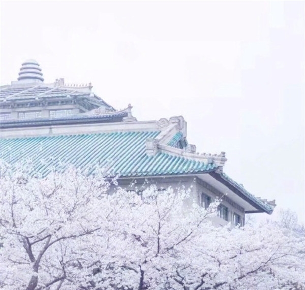樱花图片大全大图唯美2018 最美樱花图片大全真实风景