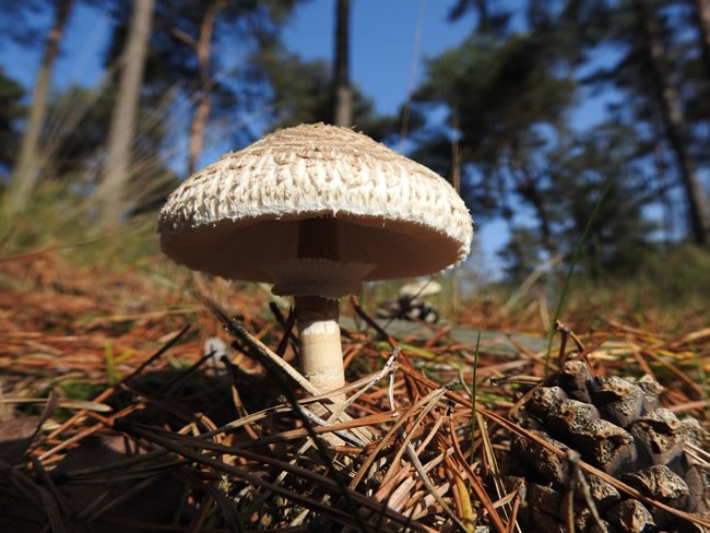 野生可食用蘑菇图片