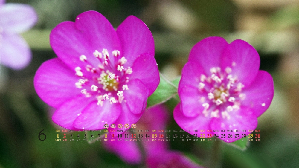 6月日历电脑桌面之好看的背景花卉