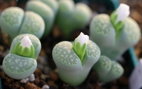 多肉植物高清电脑壁纸