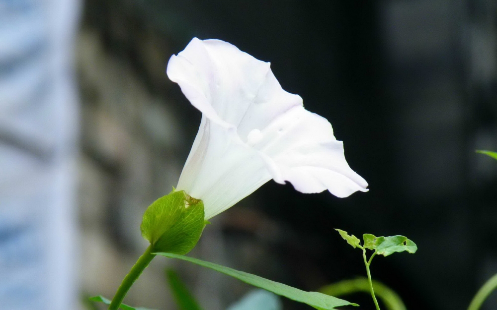 高清牵牛花图片