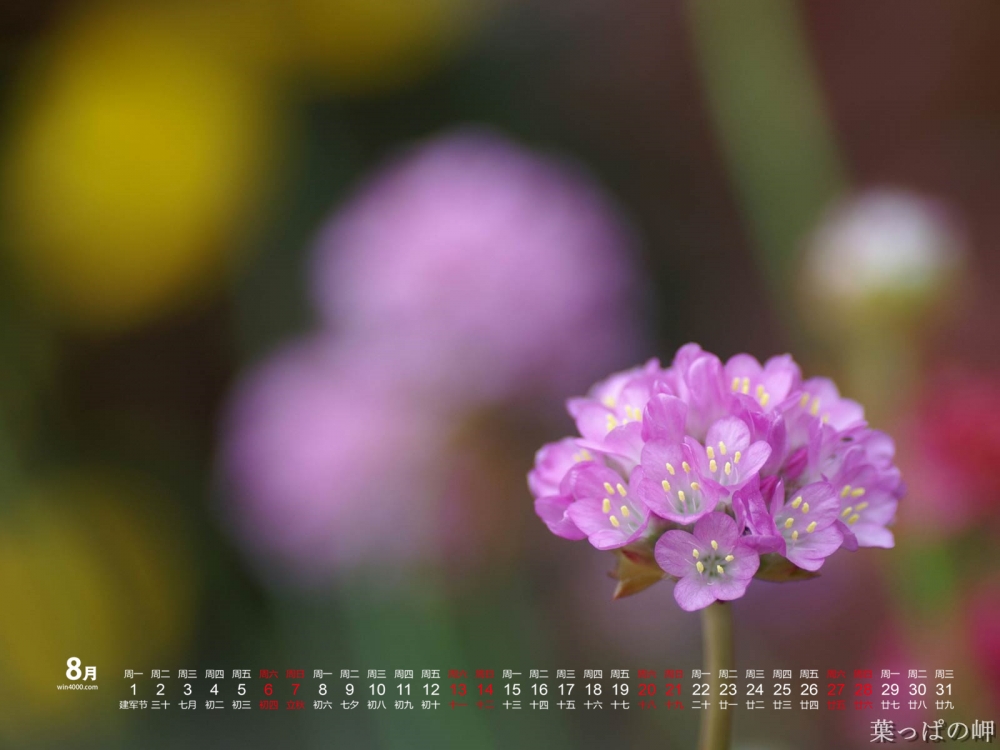 2016年8月日历鲜艳花卉电脑桌面壁纸下载