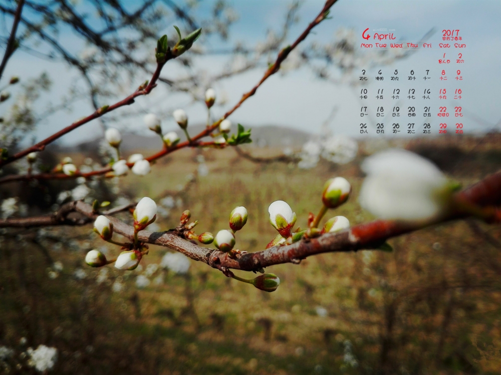 2017年4月唯美花朵植物静物摄影高清日历壁纸