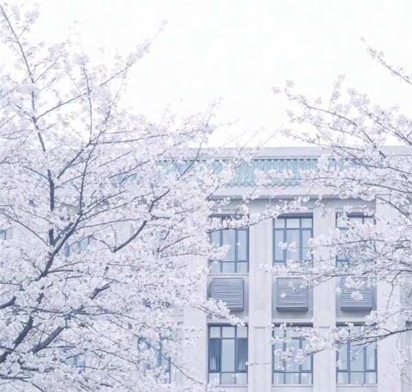 樱花图片大全大图唯美2018 最美樱花图片大全真实风景