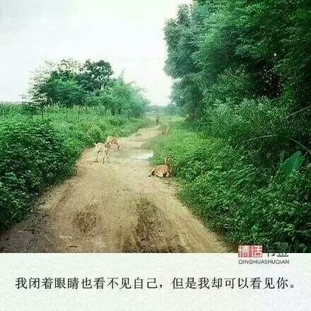 “林深时见鹿，海蓝时见鲸，梦醒时