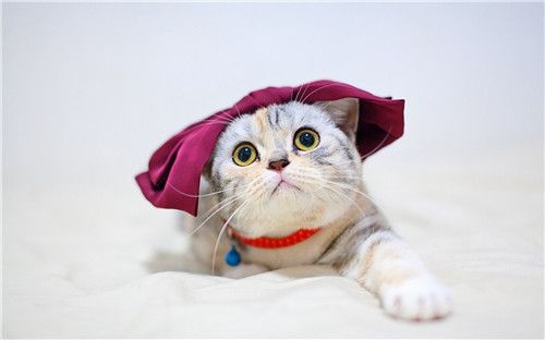 我萌！怪我咯！