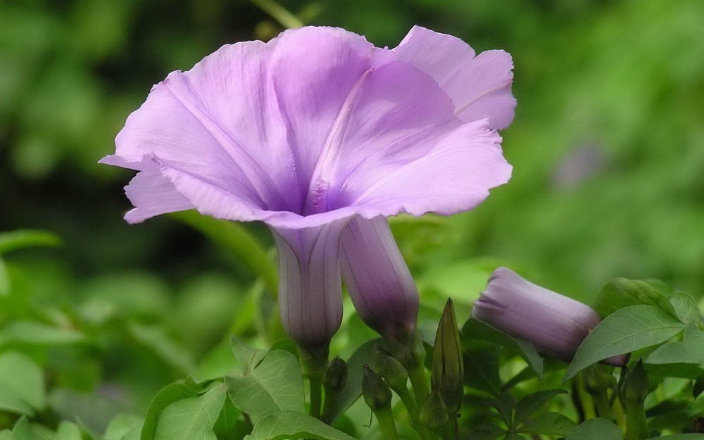 高清牵牛花图片