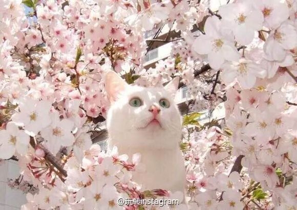喵、