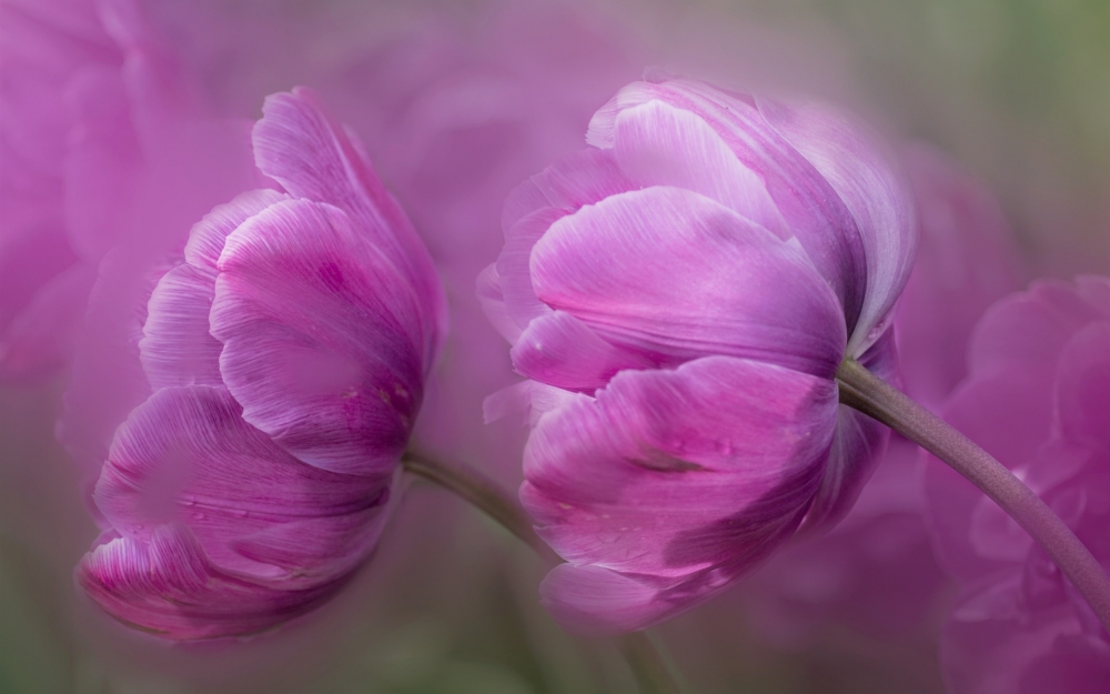 紫色郁金香花瓣微距高清壁纸