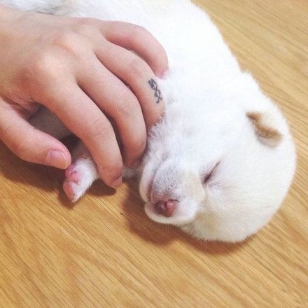 毛绒团儿狗狗，你们要不要不这么萌