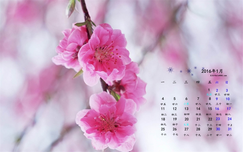 2016年1月日历粉色花朵桌面壁纸下载