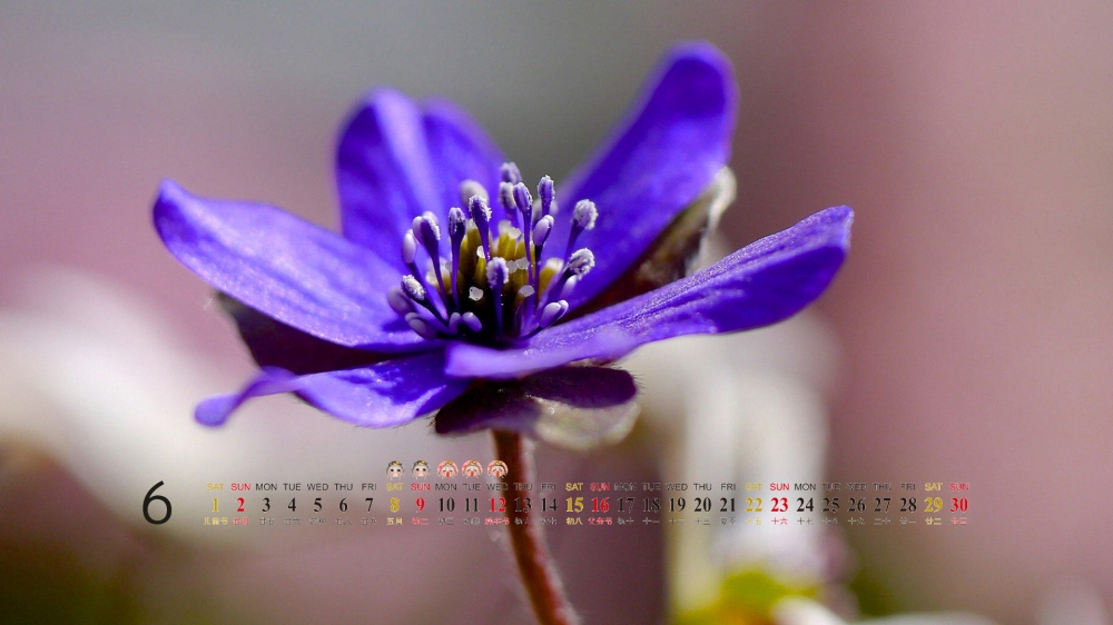 6月日历电脑桌面之好看的背景花卉