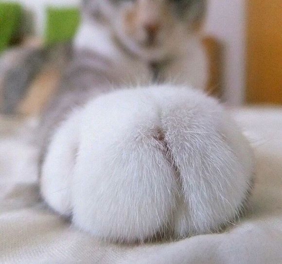 喵、