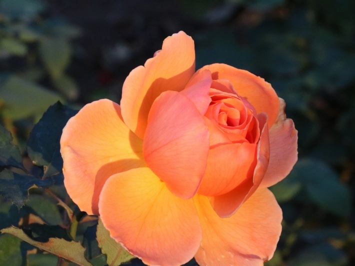 红色月季花桌面壁纸下载