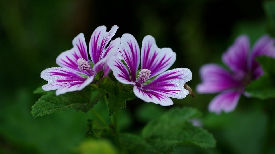 锦葵花电脑高清壁纸