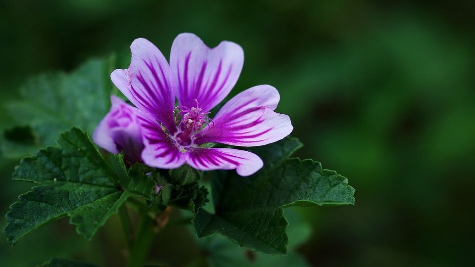 锦葵花电脑高清壁纸