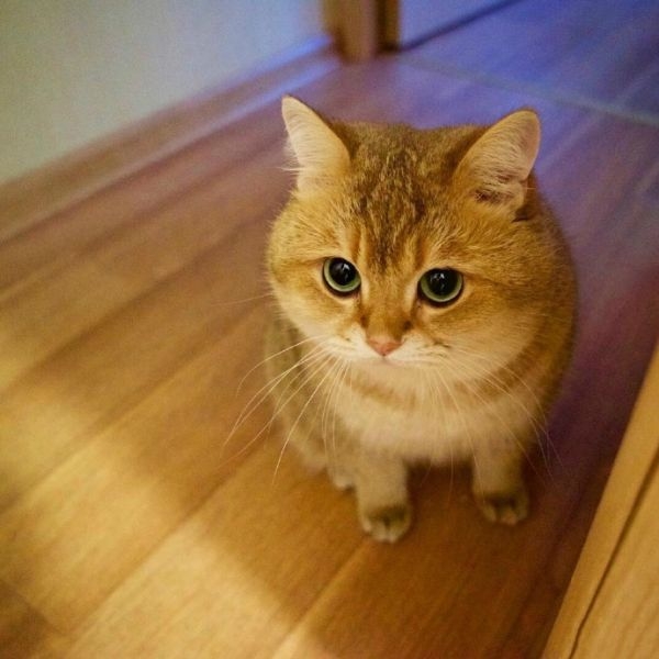 大肥猫Hosico ​​​​