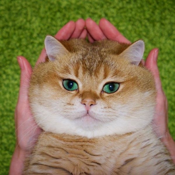 大肥猫Hosico ​​​​
