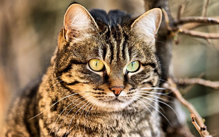 可爱的虎斑猫高清壁纸 1920x1200【10】