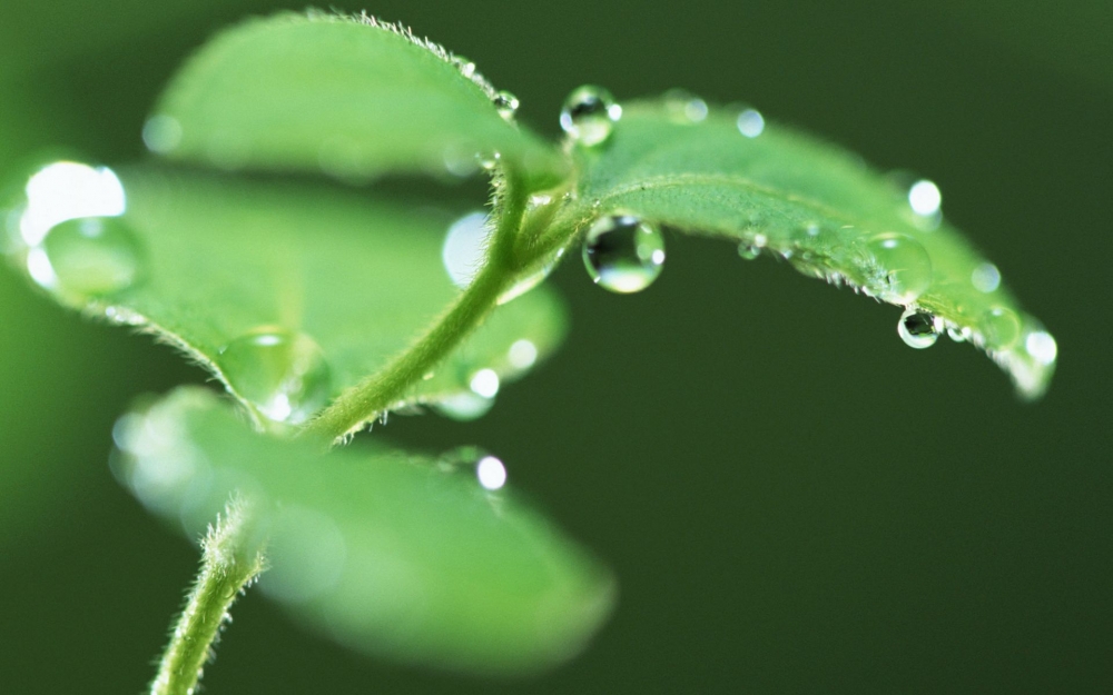 绿色树叶高清植物护眼壁纸大全