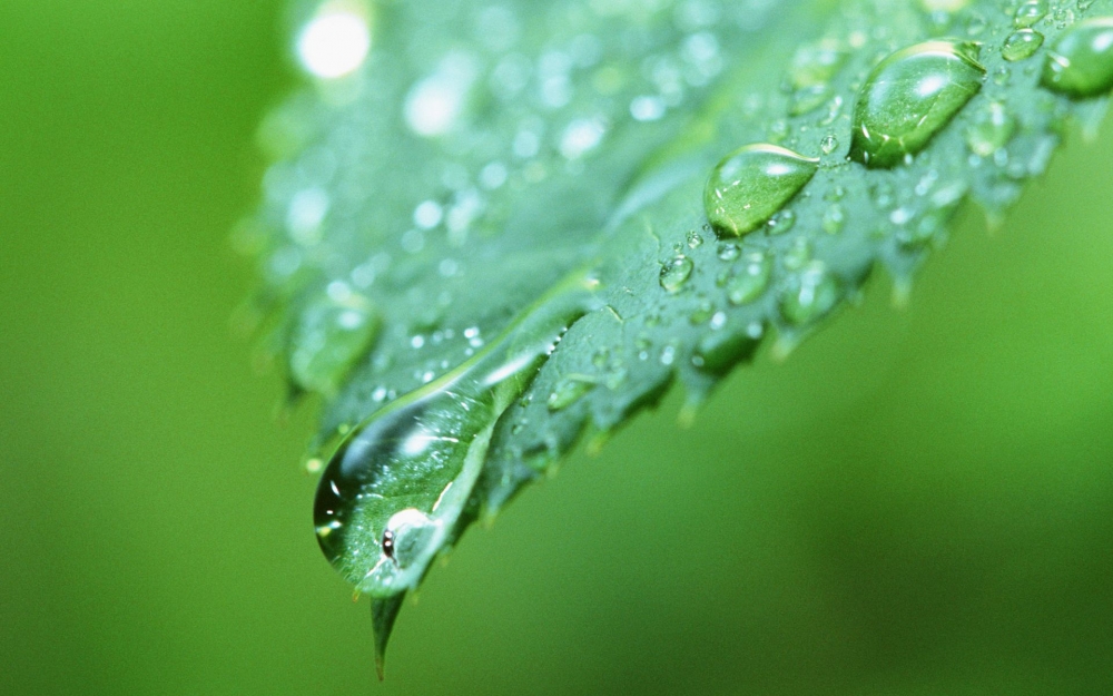 绿色树叶高清植物护眼壁纸大全