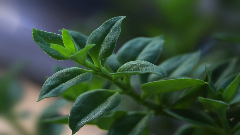 精选高清唯美花花草草桌面壁纸 第一辑