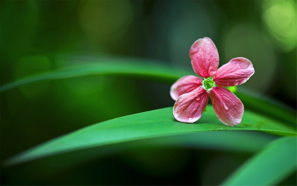 2016年1月日历沾着水珠的花桌面壁纸