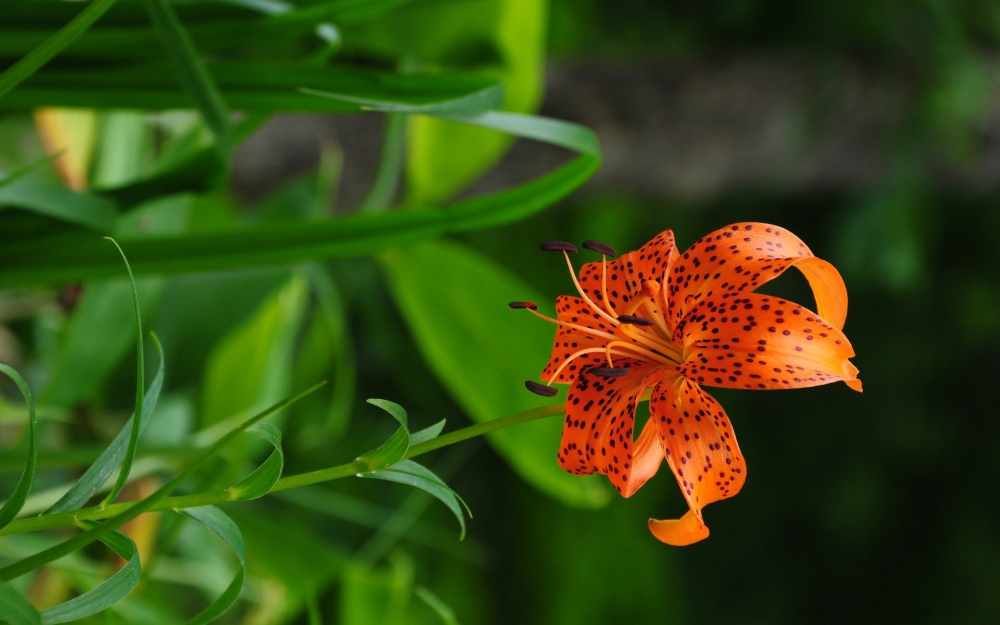 精选清新迷人百合花高清花草图片