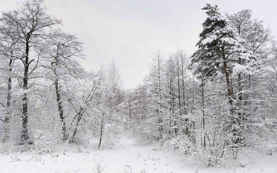 冬天森林雪景图片