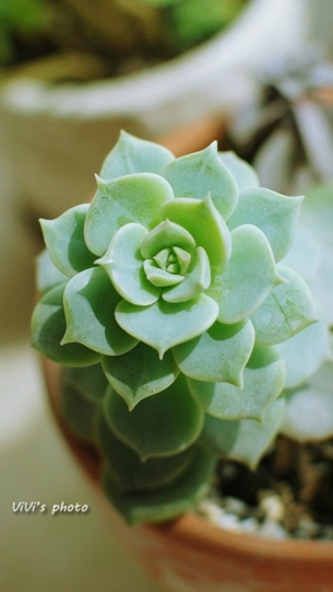 清新系多肉植物