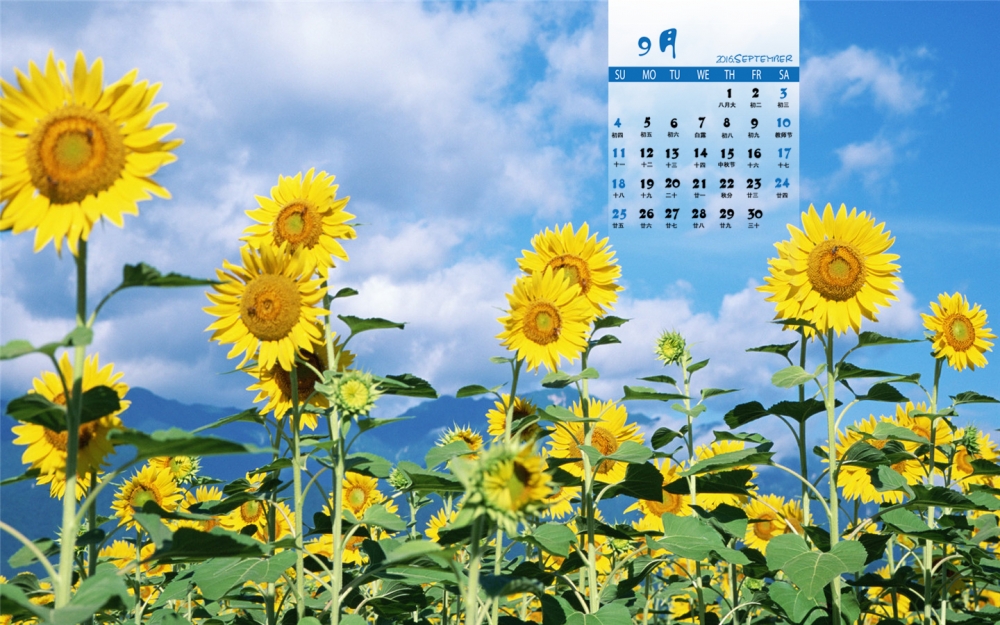 2016年9月日历阳光下的向日葵花朵高清桌面壁纸