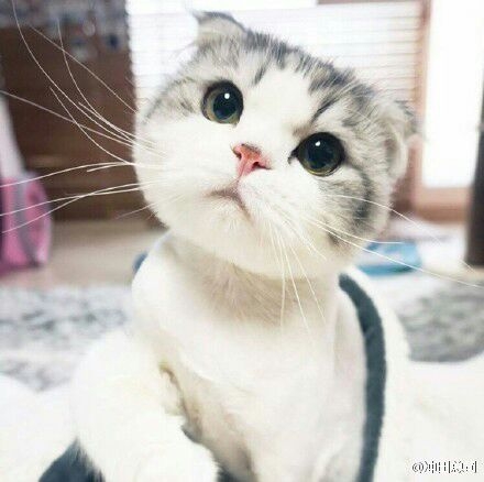 想跑到你怀里说:抱~