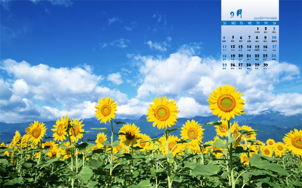 2016年9月日历阳光下的向日葵花朵高清桌面壁纸